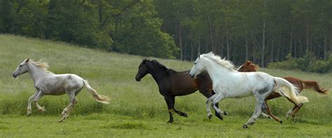 Horses